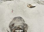 Zeehond op het strand van Los organos