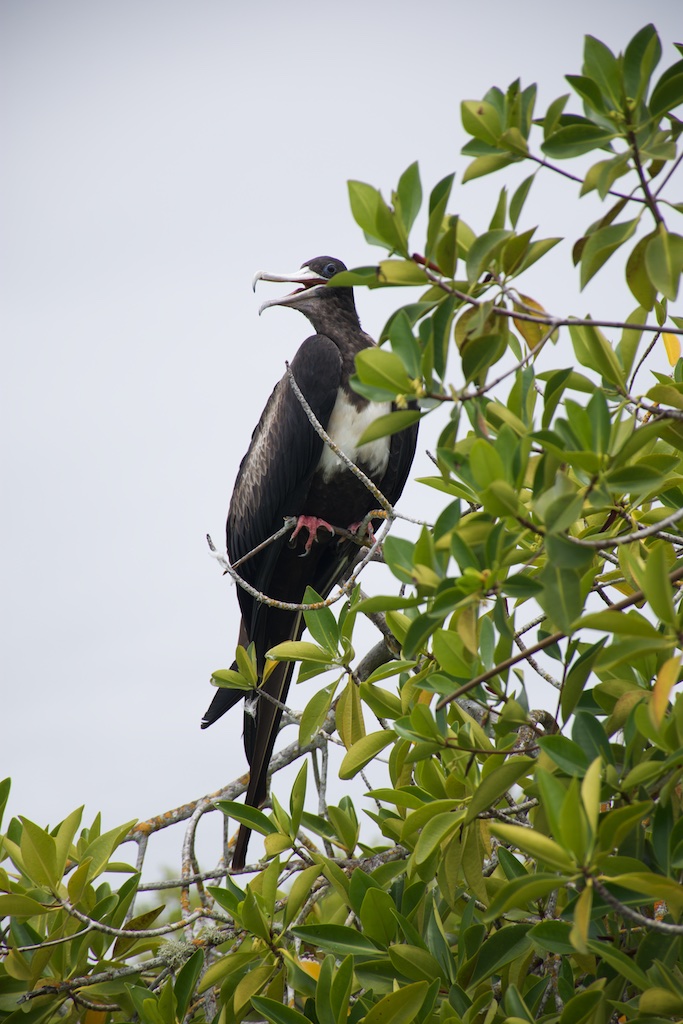 Frigratebird in de mangroves van Tortuga Bay